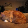 Kitlope